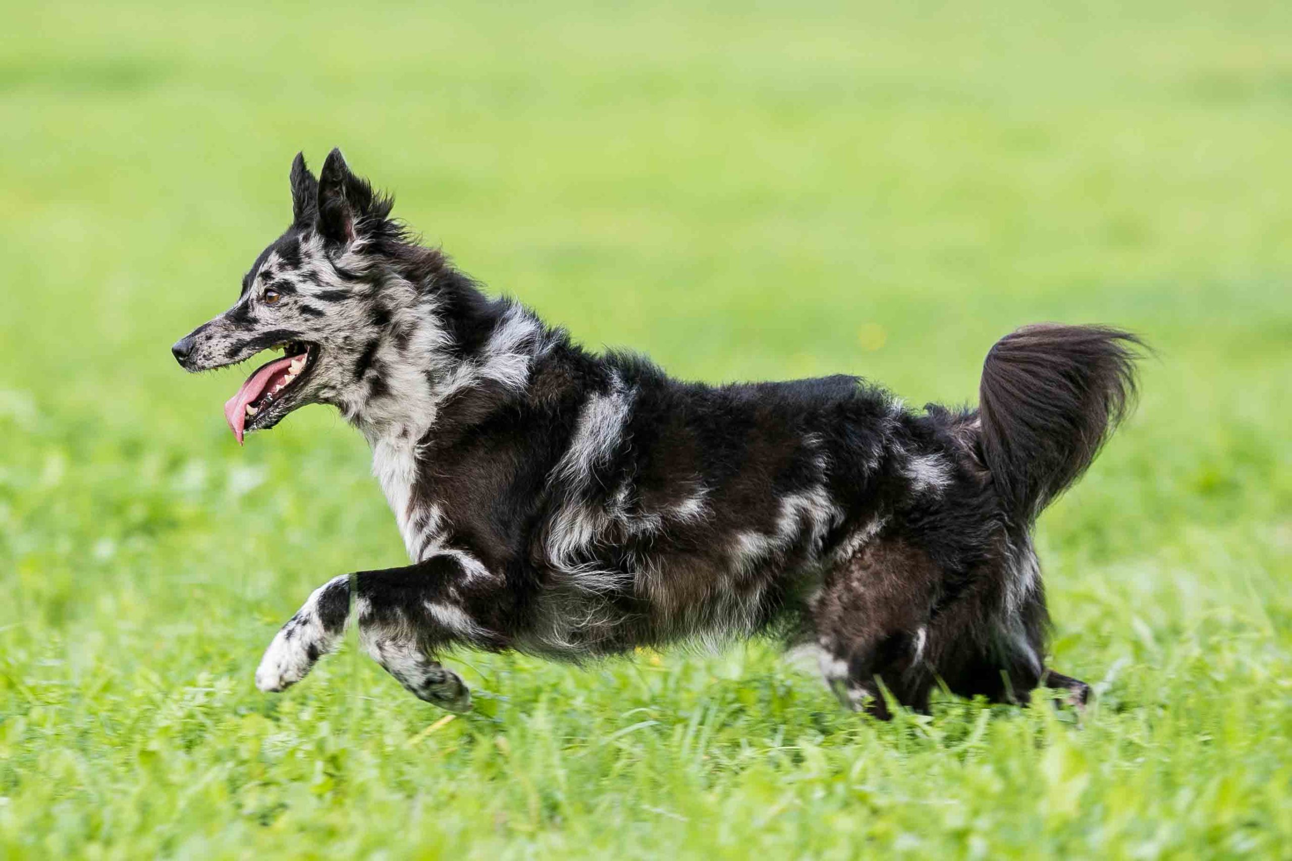 Mudi- one of the rarest dog breeds