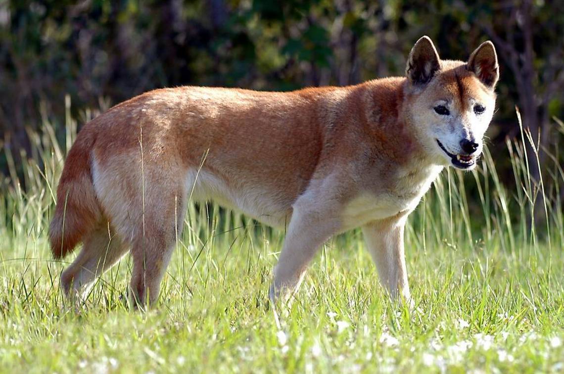 New Guinea Singing dog