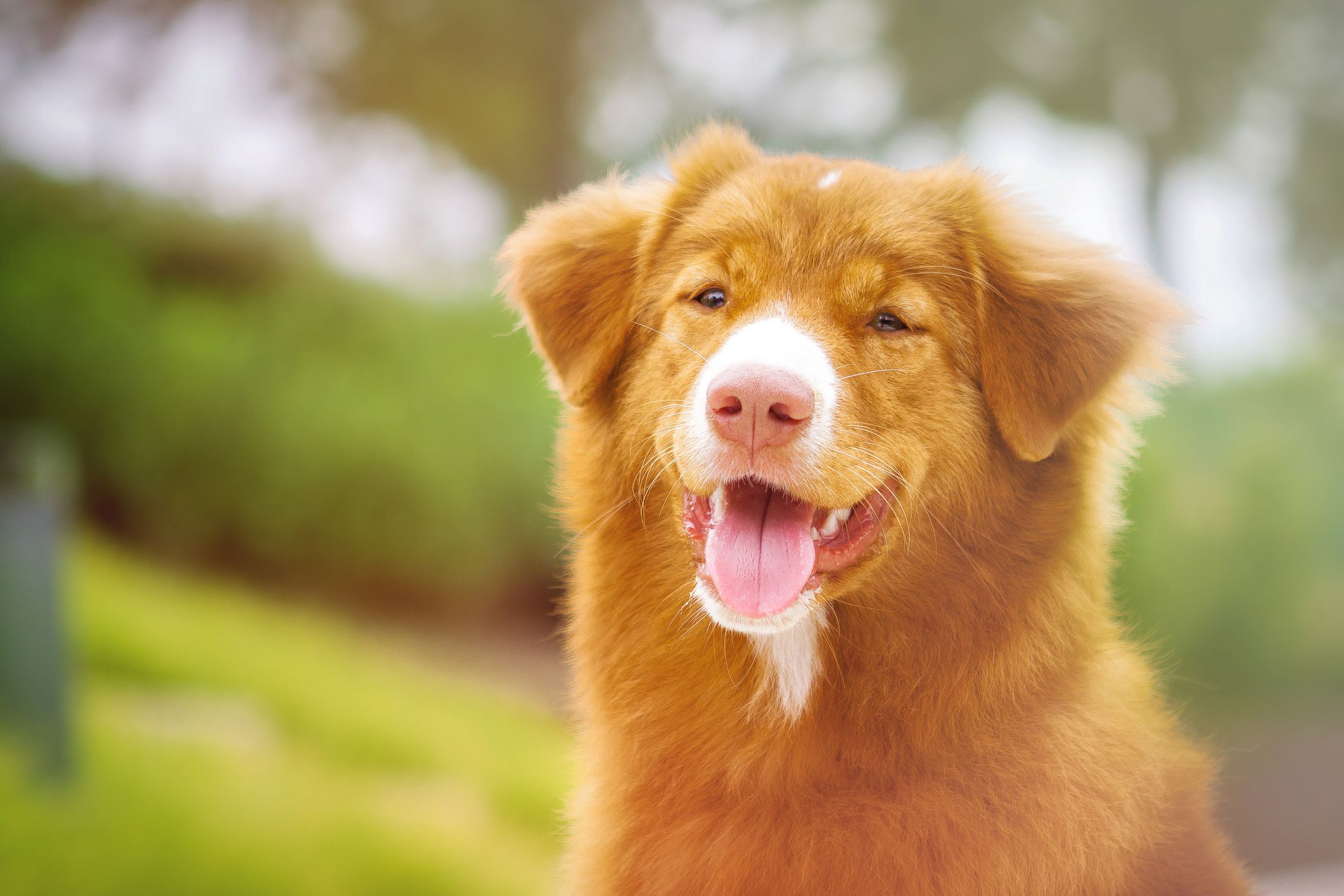 Nova Scotia Duck Tolling Retriever