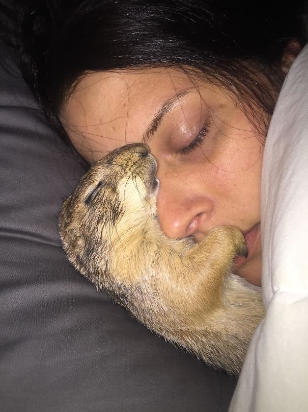 Pets with Owner's Partner: Little Prairie Dog falls asleep with Owner's Girlfriend