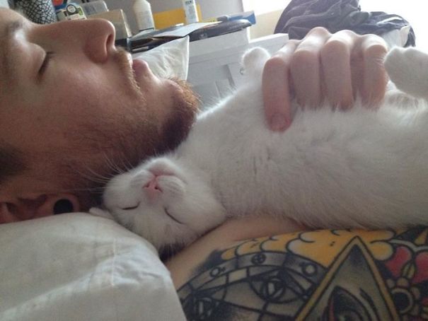 Never though, pets could find the beard to be so warm!