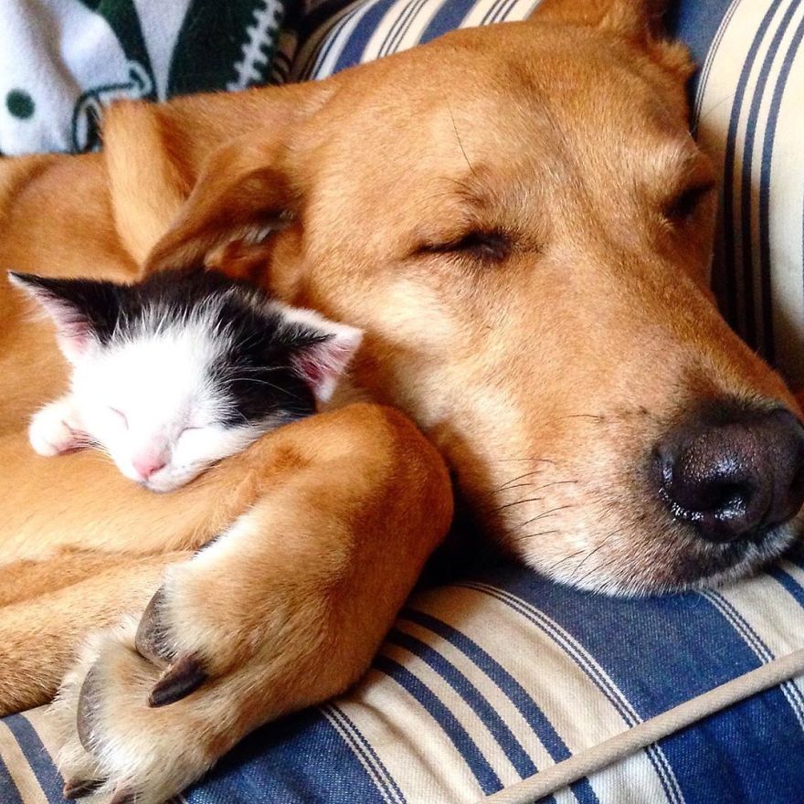 Doog takes care of cats at a cat shelter