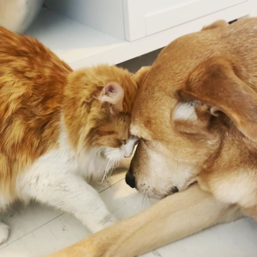 Raylan the dog takes care of cute little kittens