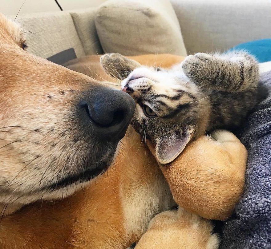 Raylan gives care to cats at the cat shelter