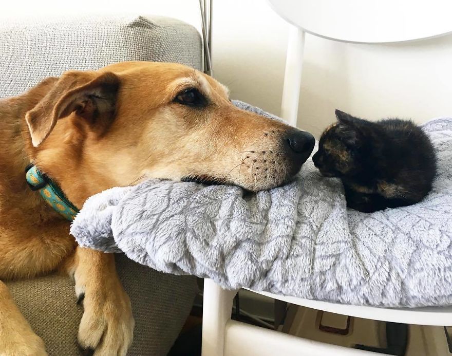 Raylan loves the kittens of his cat shelter