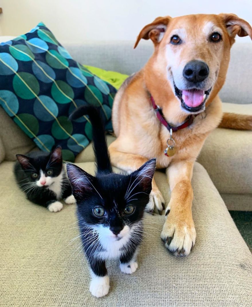 Raylan with two cute kittens