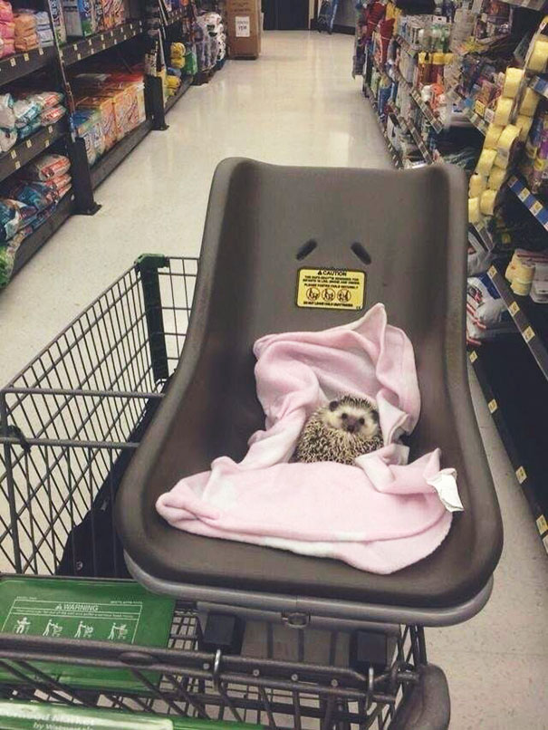 The cute hedgehog rests in a basket