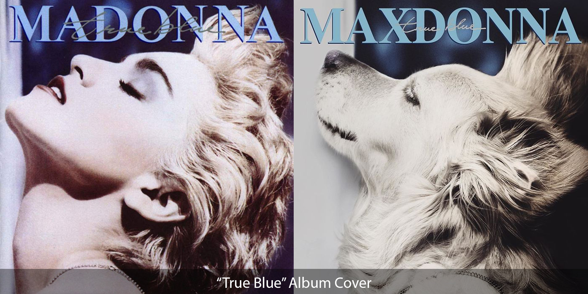 Dog in Madonna's True Blue Album Cover