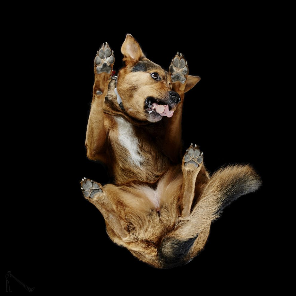 Photographer captures dogs from underneath