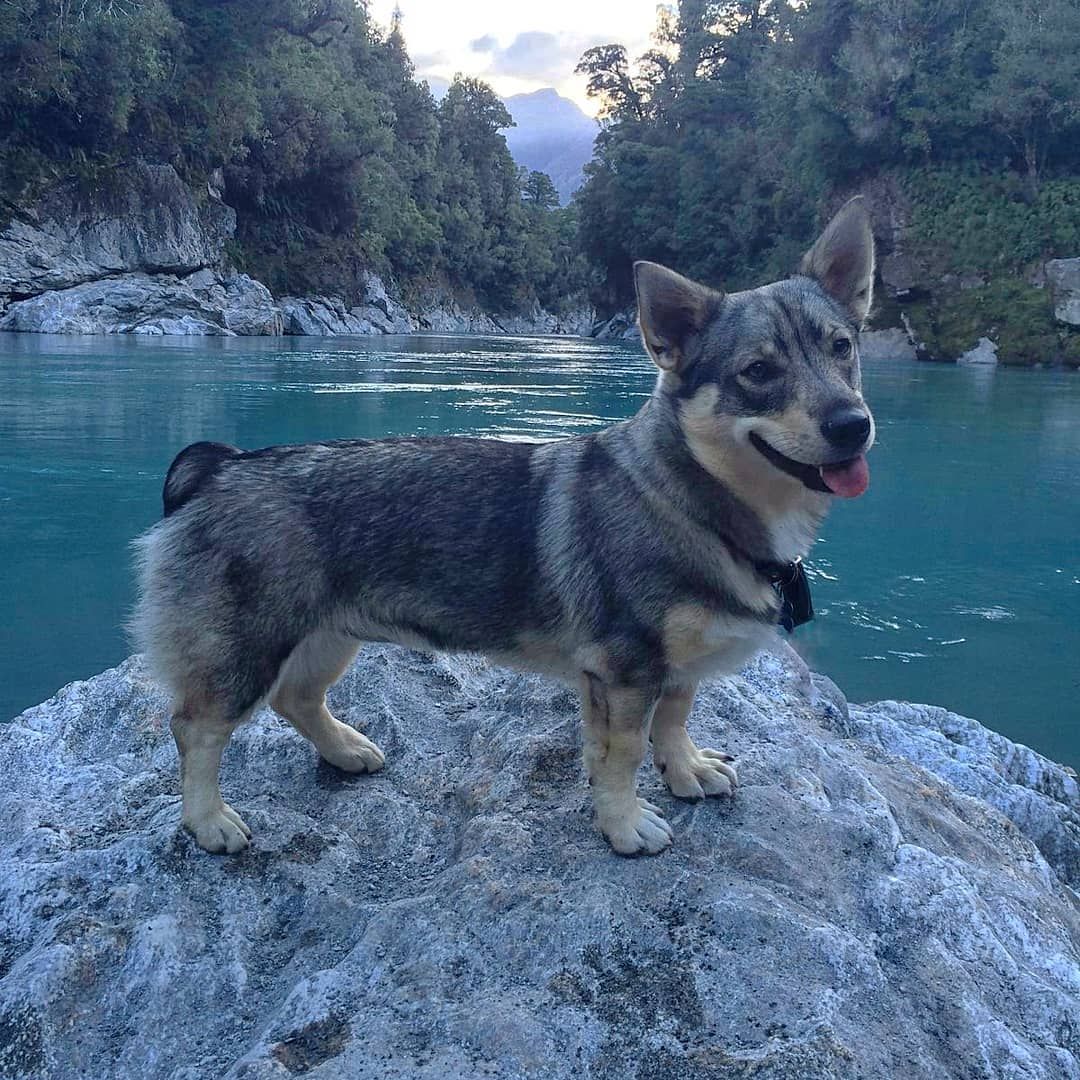 Rarest Dog Breeds, Swedish Vallhund