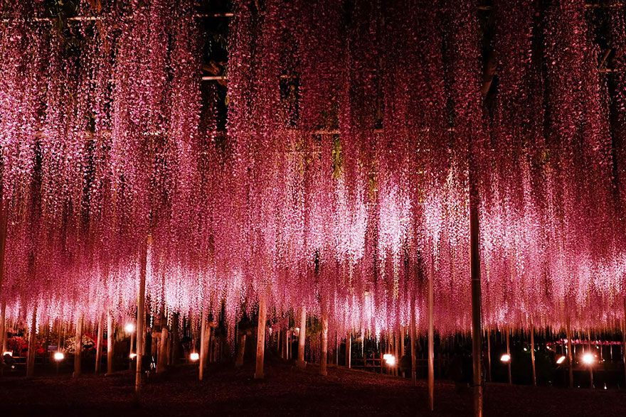 Wisteria Tree from Ashikaga Flower Park at night