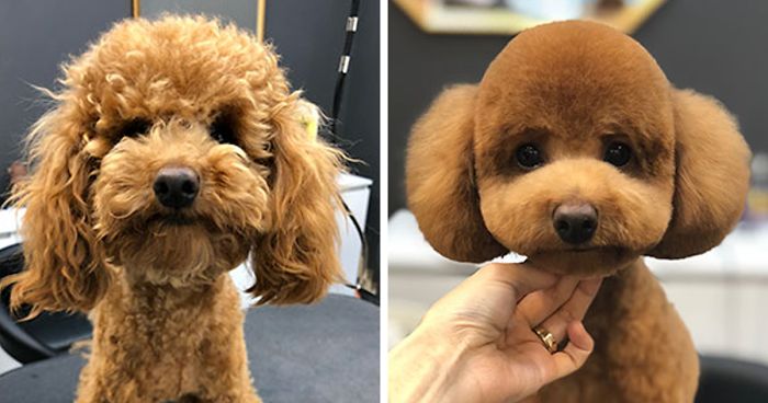 10+ Dogs Who Transformed Into Something Else After Seeing These Pet Groomers