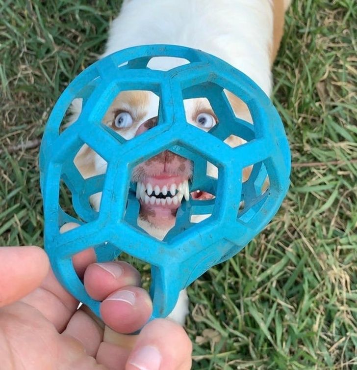 My dog’s face through her favorite toy