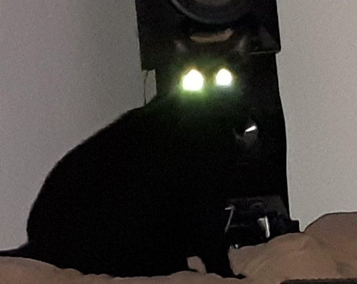 Someone please call the Exorcist! Oh, wait, that’s my cat