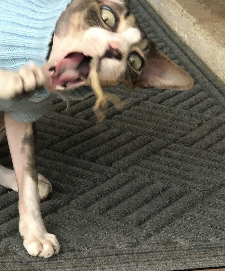 My friend’s cat likes to catch lizards This one caught him back