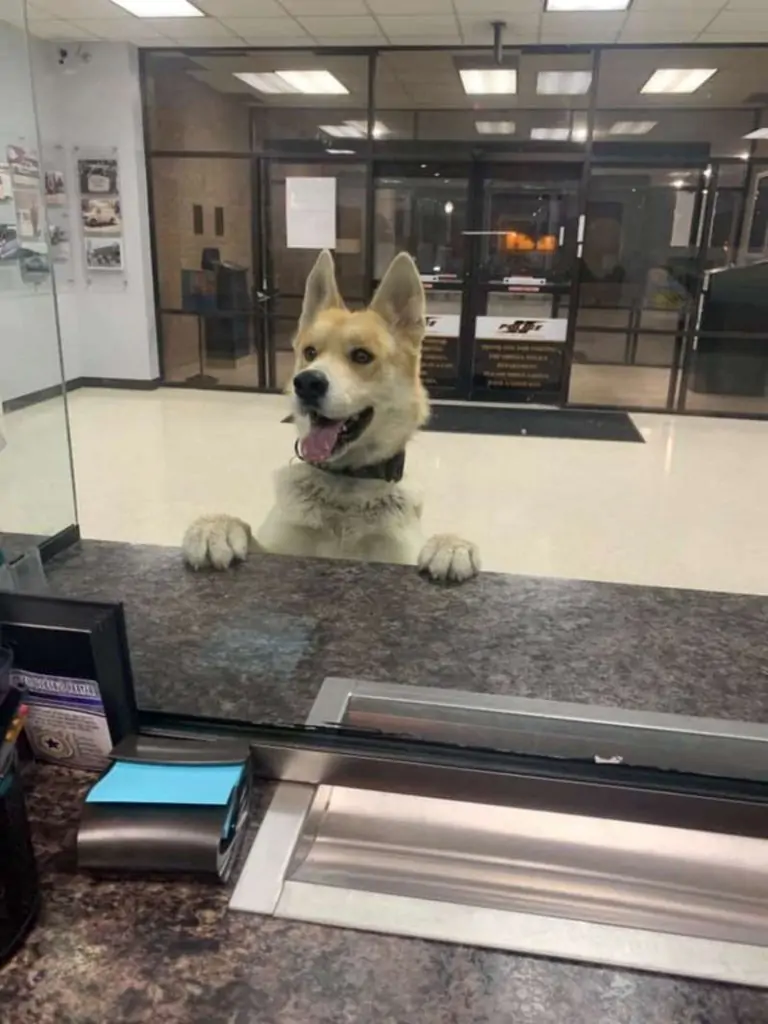 Despite enjoying the company of their new pooch, officers turned their attention to the matter at hand