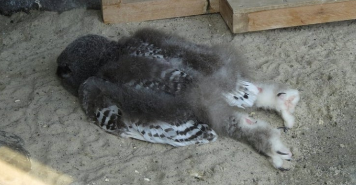 baby owls sleep with head down