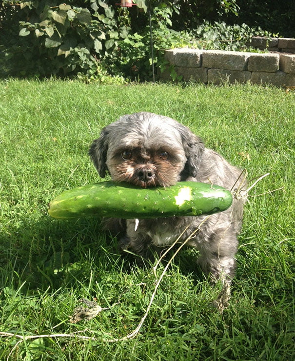 “3rd One My Dog Has Brought Back Inside. We Don’t Have A Garden. At Least We Didn’t Think We Did”