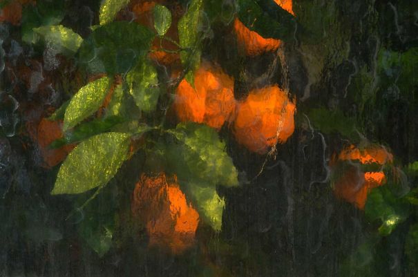 Oranges Photographed Through The Glass Panes Of A Greenhouse