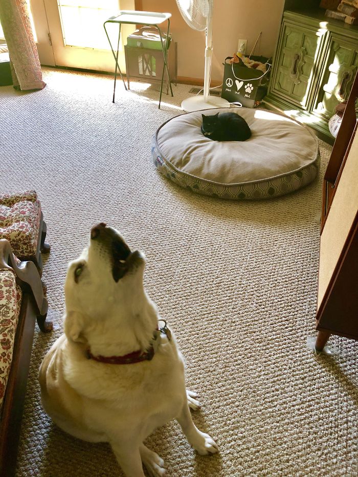 I Was Able To Capture The Raw Anguish He Felt After Losing His Bed To The Void