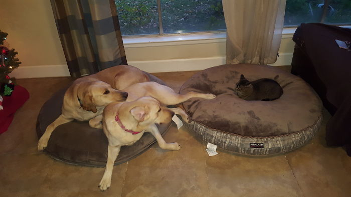 Got The Dogs New Beds. I Should Have Got Them Some Courage