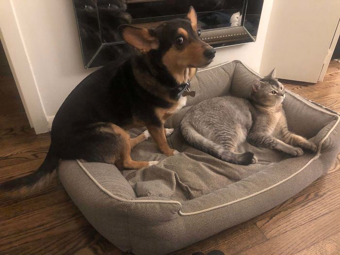 Our Cat Stole Our Dog's Bed. Fear And Confusion Ensued