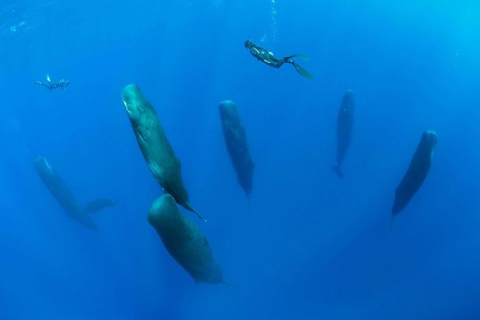 Whales Sleeping