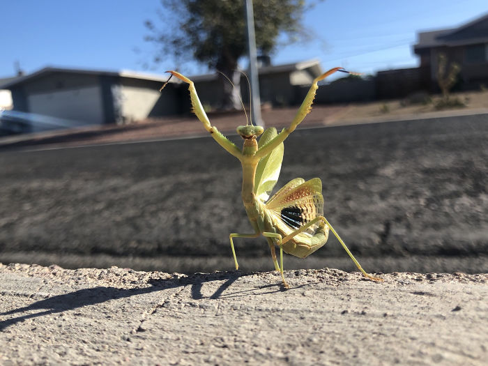 I Watched This Guy Fight Off A Bird 10 Times His Size. This Was His Victory Pose For A Good 10+ Minutes As The Bird Perched On A Power Line, Defeated