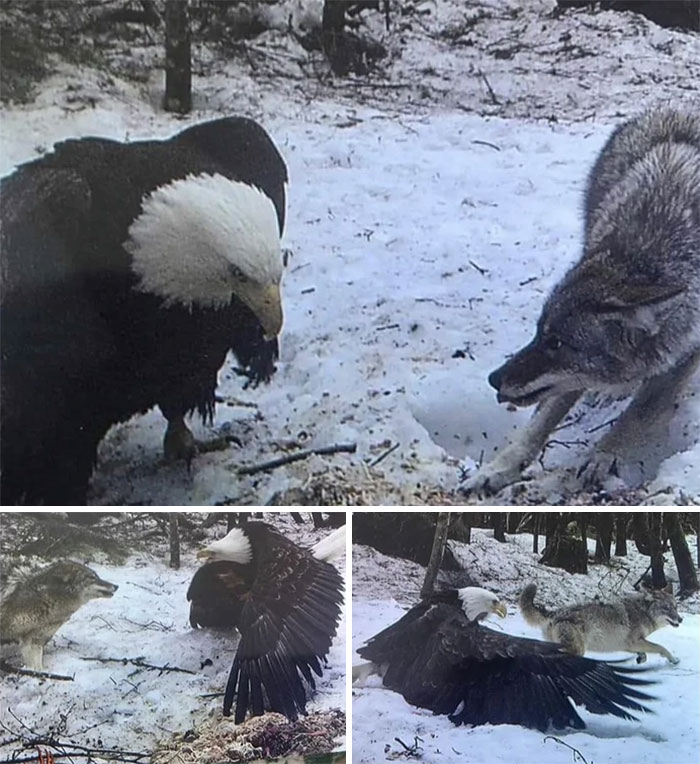 Bald Eagle Size vs. Grey Wolf, Caught On Trail Cam