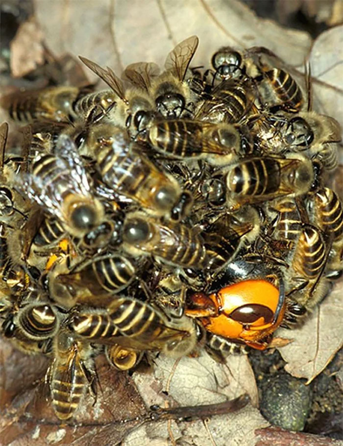 Bees Killing A Murder Hornet By Raising Their Temperature In Order To Cook It Alive