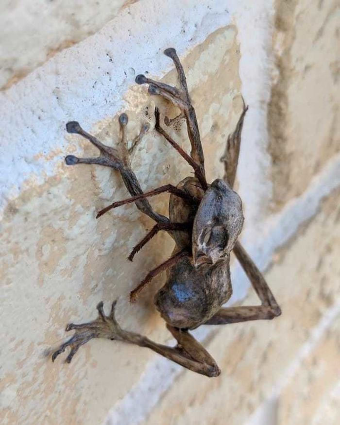 Dried Frog And The Spider