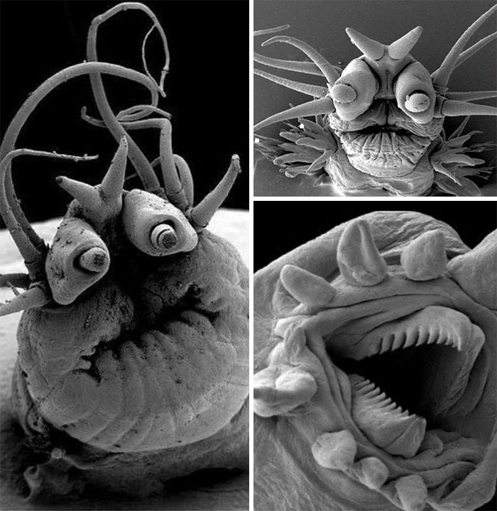 Deep Sea Worms Viewed Under Electron Microscope