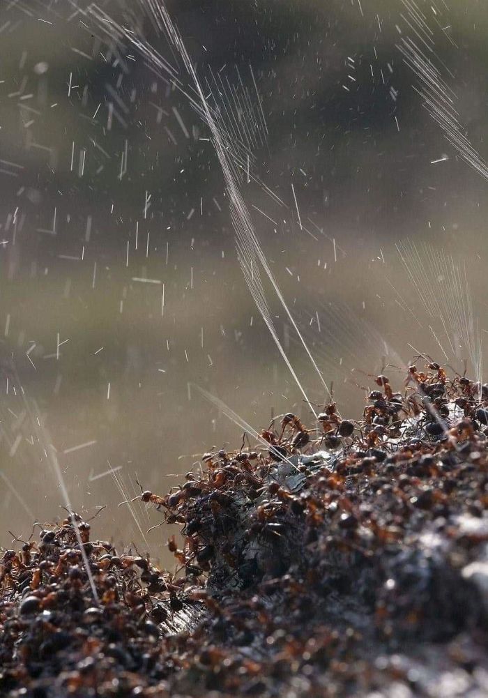 Ants Squirting Acid At An Enemy