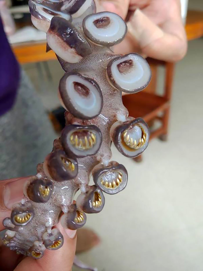 Teeth In A Squid Suction Cup
