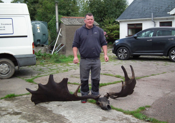 Old Skull Of An Extinct Giant Irish Elk Found By This Farmer