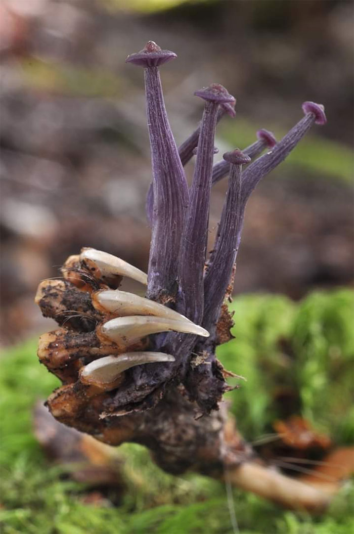 Lacarria Masoniae Growing From An Opossum’s Carcass