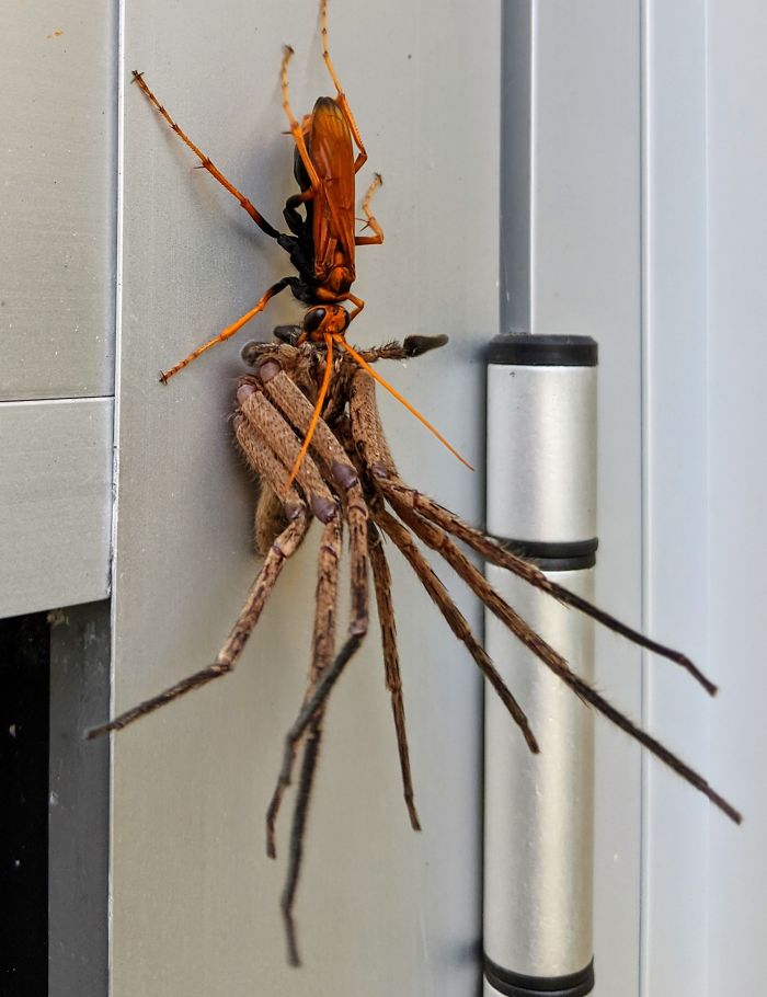 Got Home From Work To Find This Tarantula Hawk Wasp Carting Off A Huntsman Spider