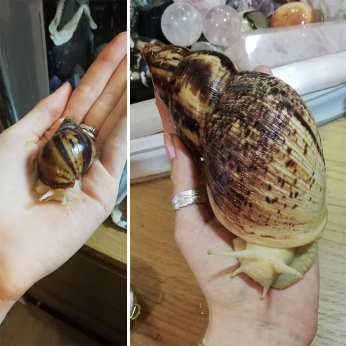 The Amount Of Growing My Snail Has Gotten Done In Under A Year. From A 4cm Shell To A 17cm Shell