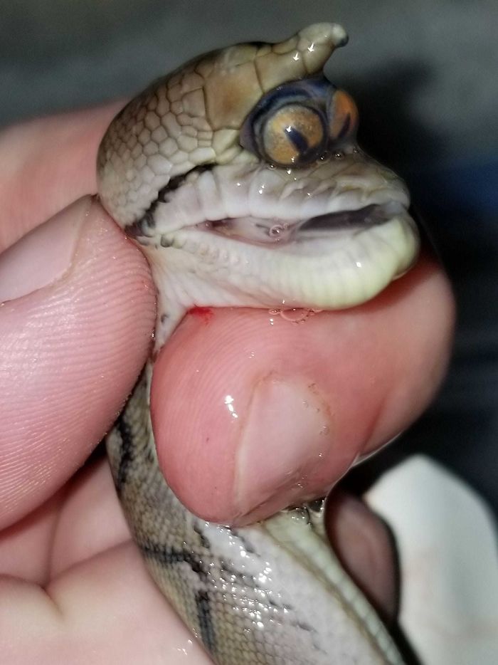 This Snake That Has Both Eyes In One Socket