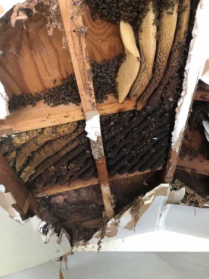 Honey Combs In Spare Unit Of My House. This Is The 5th Time The Bees Are Back. Two Separate Colonies One On Either Side Of This Unit. Both Are Inside The Wall