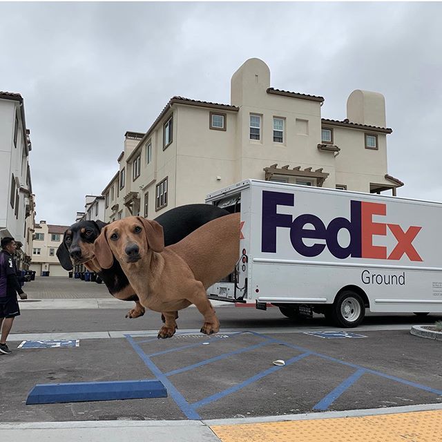 Daniel Nava has two adorable dachshunds named Chorizo and Cocoa.