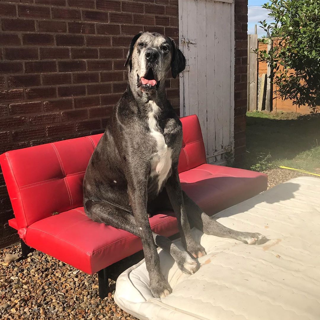 great dane on sofa