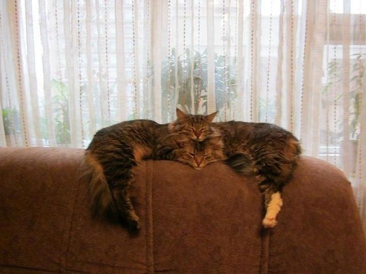 This is how 2 cats become one