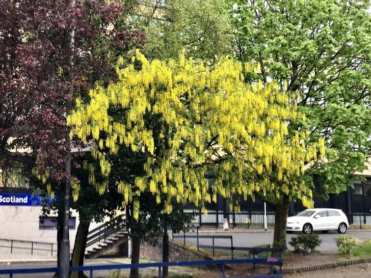 The flowers on this tree make it look like it hasn’t fully loaded yet