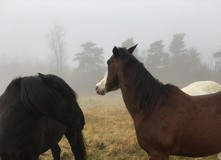 How the faces of 2 horses seem to have merged into one