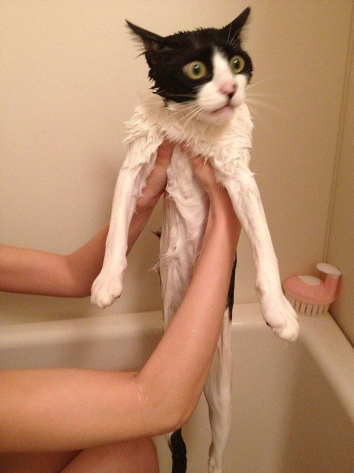 Cats will never understand why they need to wash