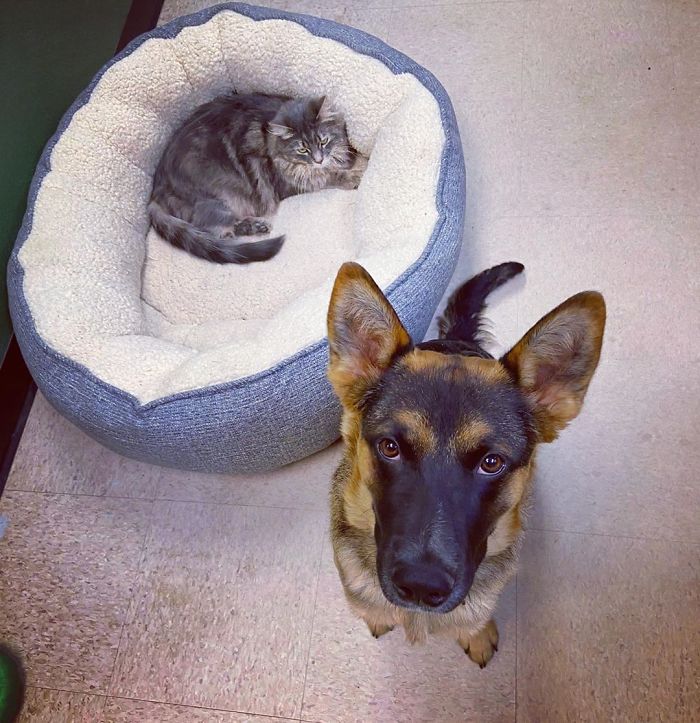 The Face You Make When The Cat Stole Your Bed