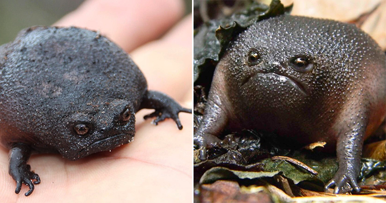 Black rain frogs