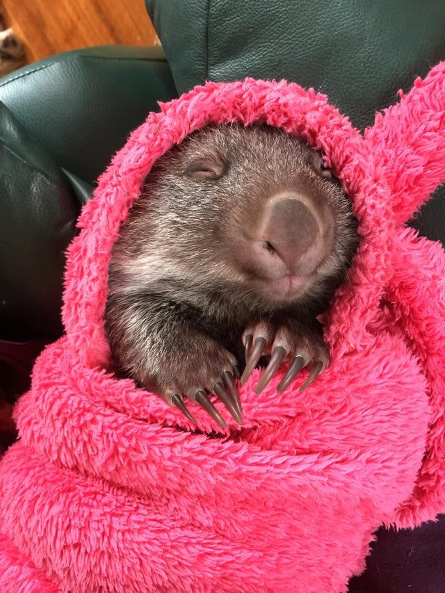 What Makes A Baby Wombat Cuter? Swaddling