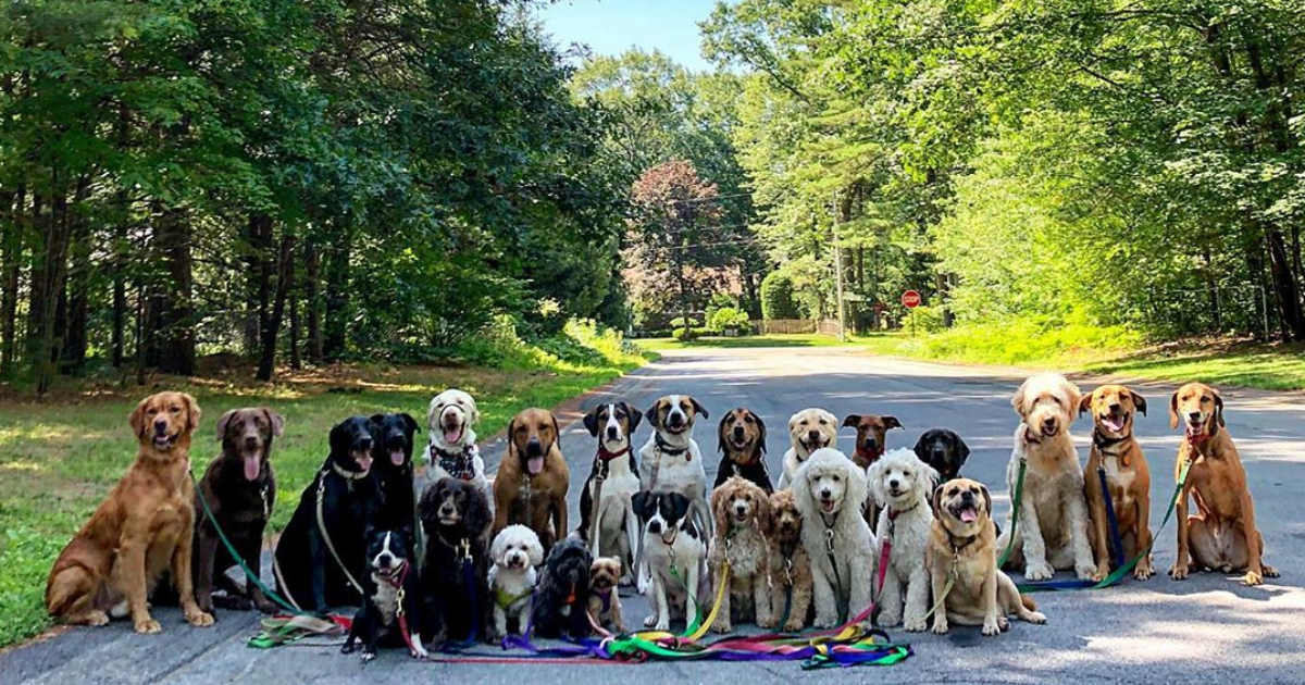Dog walker from New York takes the cutest group photos of his clients